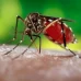 Dengue: mitos e verdades sobre a doença que coloca Aracaju em alerta 