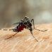 Dengue: retorno da epidemia no Brasil preocupa população