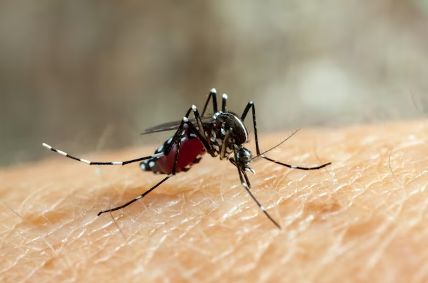 Unit - noticias/dengue-retorno-da-epidemia-n...