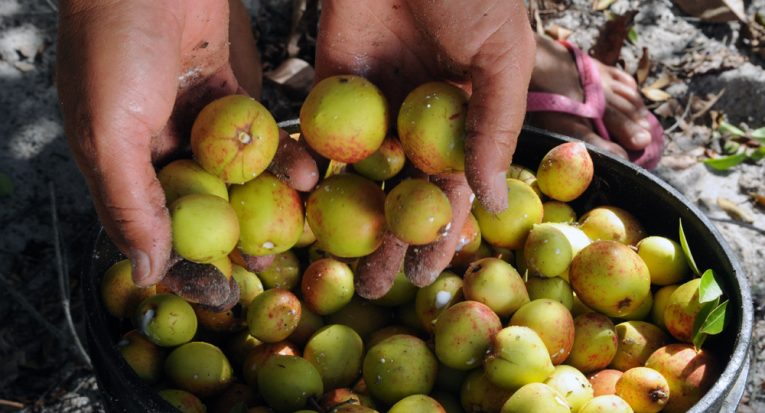 O estado de Sergipe figura entre os maiores produtores de mangaba do país (Acervo/ASN)
