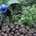 Potencial da bioeconomia abre novas possibilidades para setores e atividades