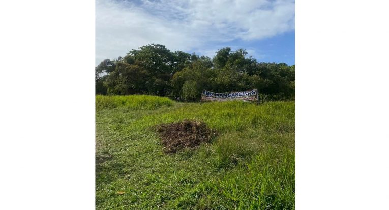 Aspecto da reserva extrativista das catadoras de mangaba no bairro 17 de Março, em Aracaju, que hoje é a única em área urbana no Brasil (Acervo pessoal)
