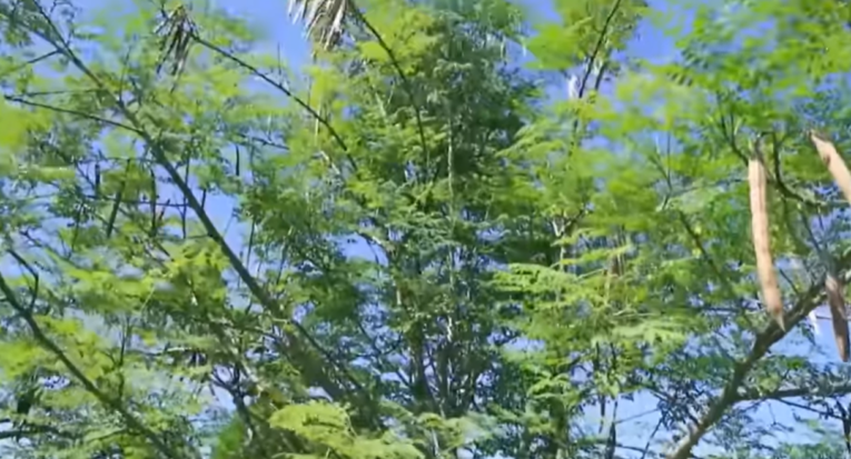 A Moringa oleifera Lam, conhecida popularmente como moringa ou acácia-branca, é uma planta muito presente em estados do Nordeste (Reprodução/Embrapa)
