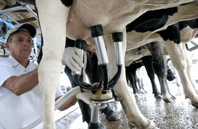 As soluções desenvolvidas na pesquisa atendem a demandas da indústria de produção de leite, ampliando suas possibilidades de mercado (Divulgação/Seagri-SE)
