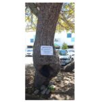 Conduta Consciente cria espaço para preservar abelhas no Campus Farolândia